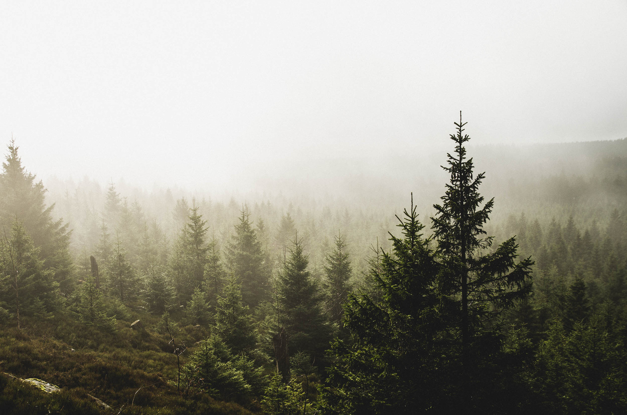 Pine Tree Forest in Mist